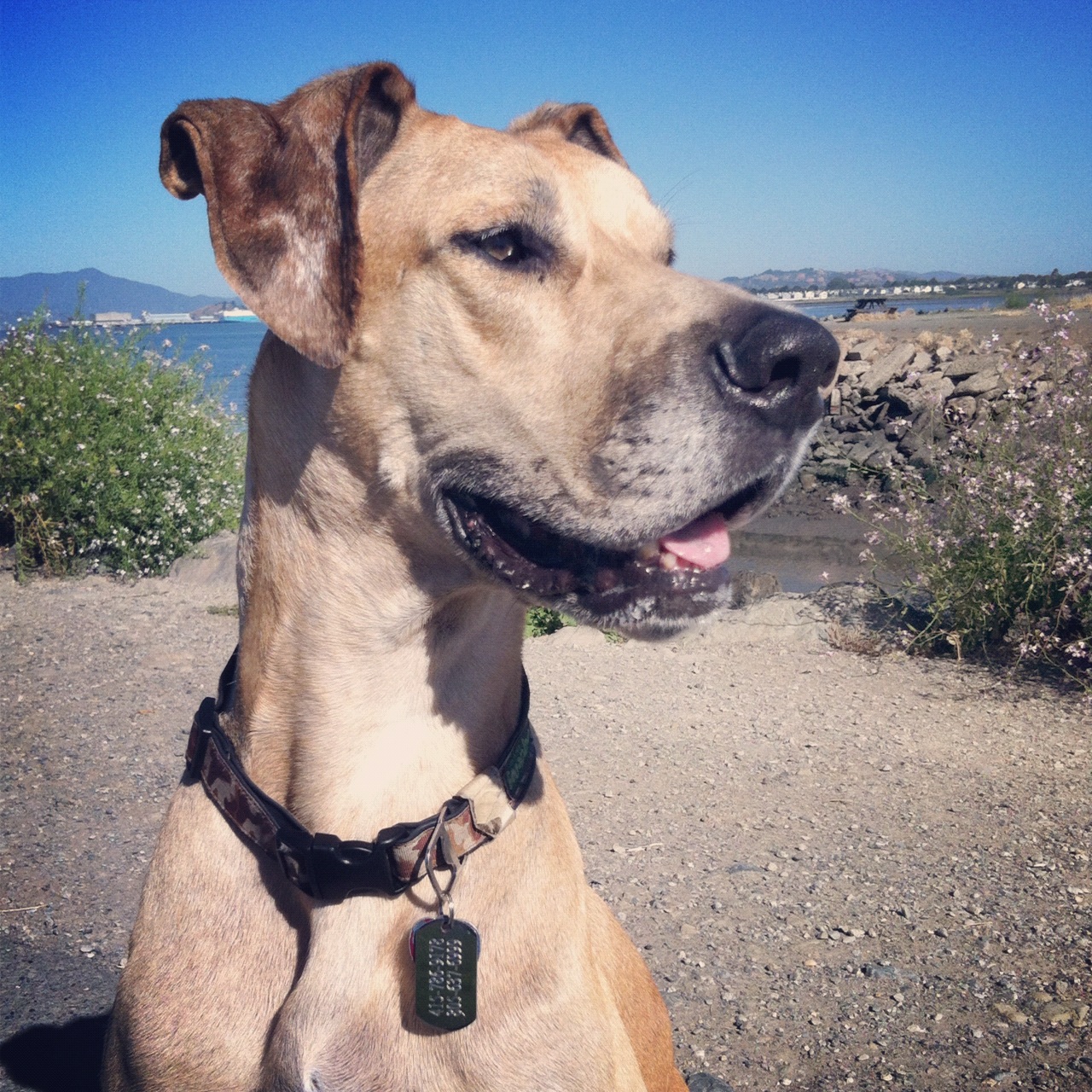 At Pt. Isabel, Berkeley, CA